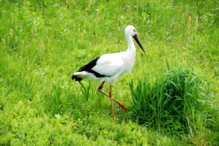 コウノトリの郷公園