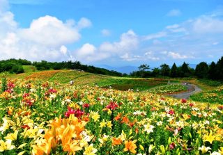 びわこ箱館山ゆり園