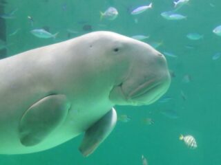 鳥羽水族館