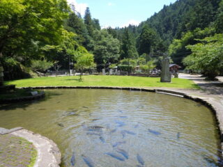 醒ヶ井養鱒場