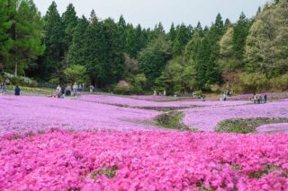 花のじゅうたん