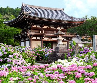 丹波あじさい寺　観音寺